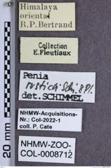 Etiketten zu Penia rustica (NHMW-ZOO-COL-0008712)